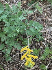 Corydalis micrantha