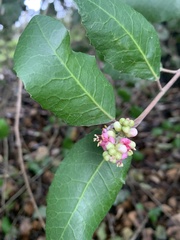 Rhus integrifolia