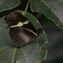Heliconius clysonymus montanus