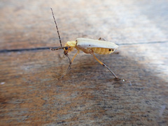 Chauliognathus cinguliventris