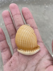 Semicassis granulata