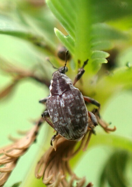 Phytobius vestitus
