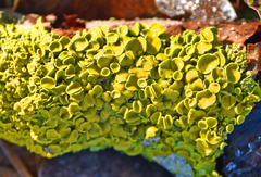 Xanthoria parietina