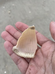 Semicassis granulata