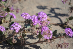Abronia villosa