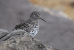 Calidris ptilocnemis