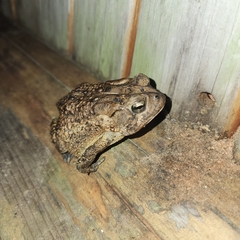 Anaxyrus terrestris