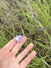 Triteleia laxa