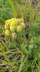 Lomatium dasycarpum