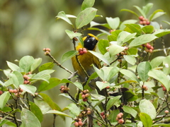 Caryothraustes poliogaster