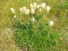 Pulsatilla occidentalis