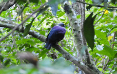 Geotrygon versicolor