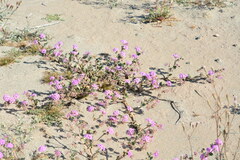 Abronia villosa