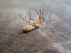 Chauliognathus cinguliventris