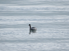 Podiceps nigricollis