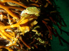 Ophiothrix spiculata