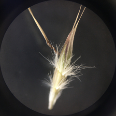 Rytidosperma clavatum