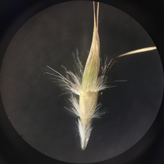 Rytidosperma clavatum