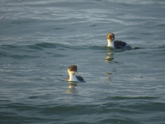 Podiceps occipitalis