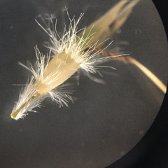 Rytidosperma clavatum