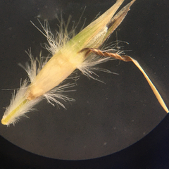 Rytidosperma clavatum