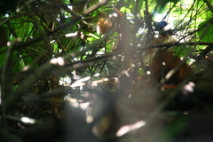 Varanus salvator macromaculatus