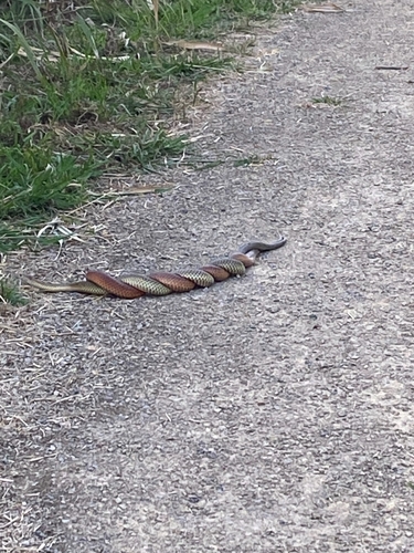 Lowlands Copperhead sighting