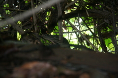 Varanus salvator macromaculatus