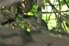 Varanus salvator macromaculatus