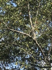 Icterus icterus