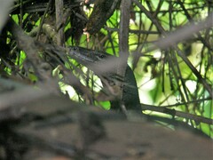 Varanus salvator macromaculatus