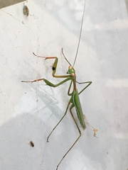 Pseudomantis