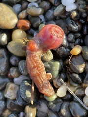 Styela montereyensis