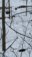 Viburnum acerifolium