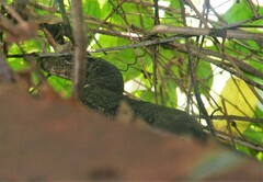 Varanus salvator macromaculatus