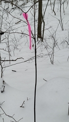 Viburnum acerifolium