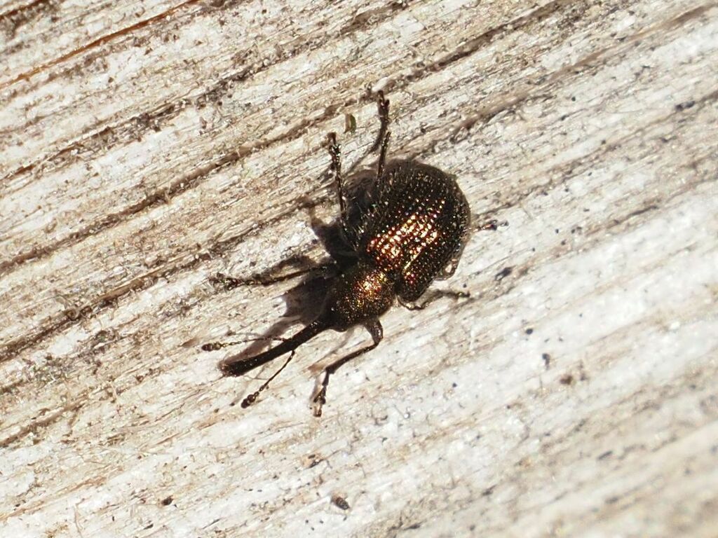 Neocoenorrhinus minutus
