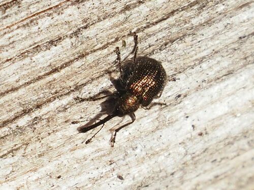 Neocoenorrhinus minutus