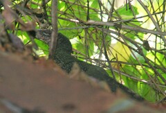 Varanus salvator macromaculatus