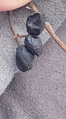 Viburnum acerifolium