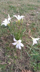 Zephyranthes atamasco