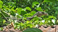 Varanus salvator macromaculatus