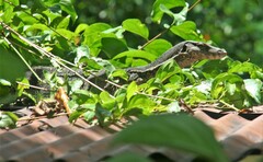 Varanus salvator macromaculatus