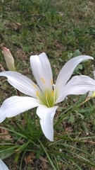 Zephyranthes atamasco