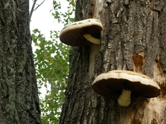 Hemipholiota populnea