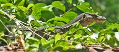 Varanus salvator macromaculatus