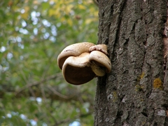 Hemipholiota populnea