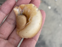 Neverita duplicata