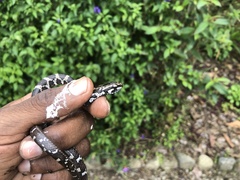 Mastigodryas pulchriceps