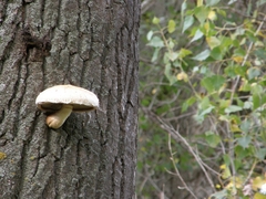 Hemipholiota populnea